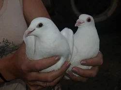 Bílí svatební holubi