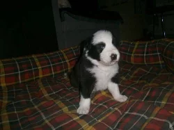 Border collie s PP