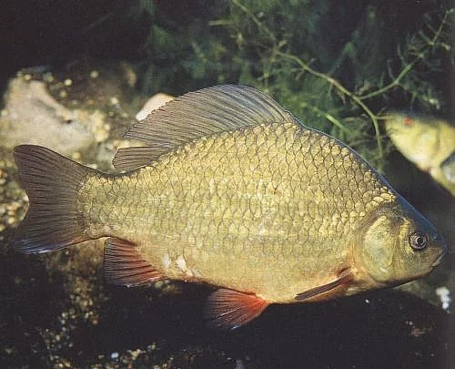 Koupím karasy obecné