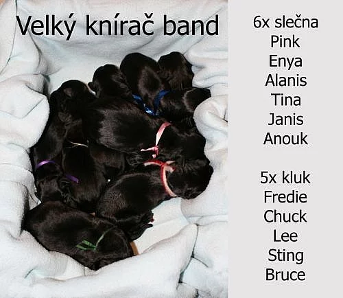 krásná štěňátka velkých kníračů