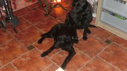 Černá fenka labradorského retrívra