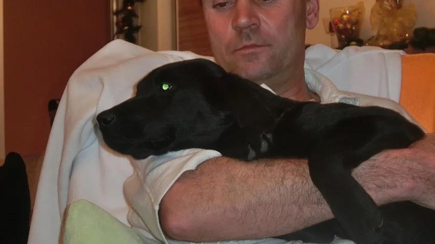 Černá fenka labradorského retrívra