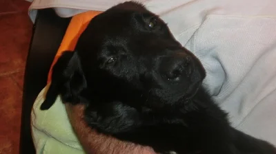 Černá fenka labradorského retrívra
