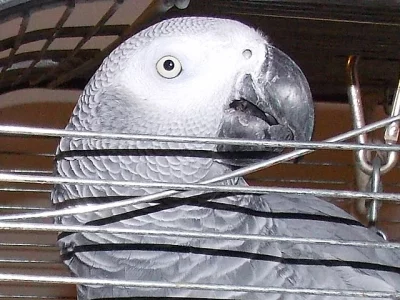Žako
