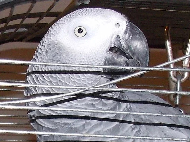 Žako