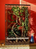 Rhacodactylus ciliatus + terárium