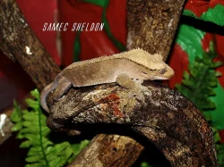 Rhacodactylus ciliatus + terárium