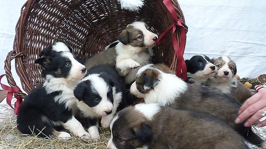 Border kolie s průkazem původu