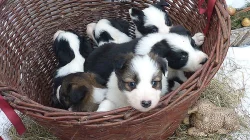 Border kolie s průkazem původu