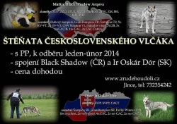 Štěňata Československého Vlčáka