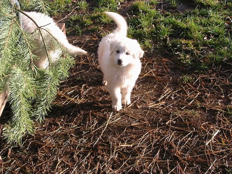 Maremmansko-abruzzský pastevecký pes