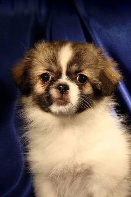 Tibetský španěl s PP