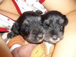 Knírač malý černostříbřitý