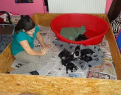 Knírač malý černostříbřitý