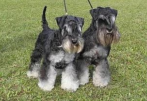 Knírač malý černostříbřitý