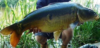 Prodej Trofejních kaprů 6-16 (20kg)