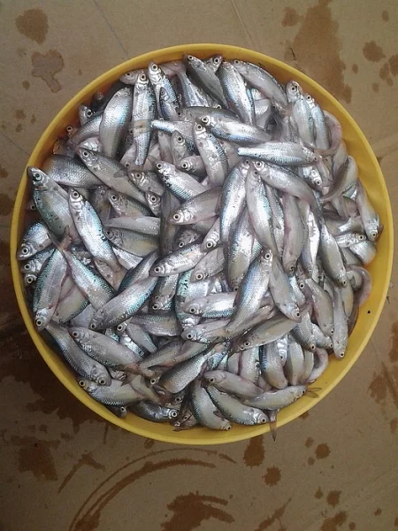 Krmné rybičky - plotička, cejnek, okounek (6-9cm)