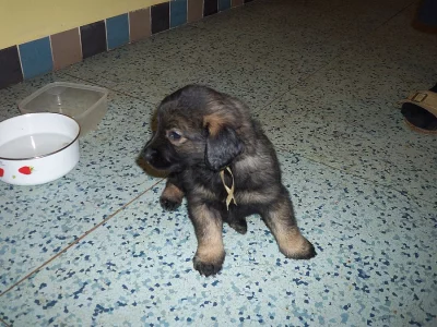 křženci německého špice vlčího
