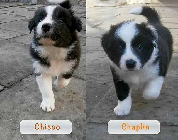 Border collie s PP