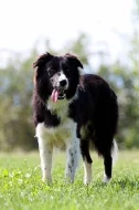 Border collie s PP