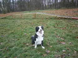Border collie s PP