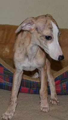 Whippet - malý chrt