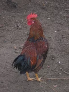3 kohoutci