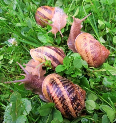 Helix Aspersa Maxima