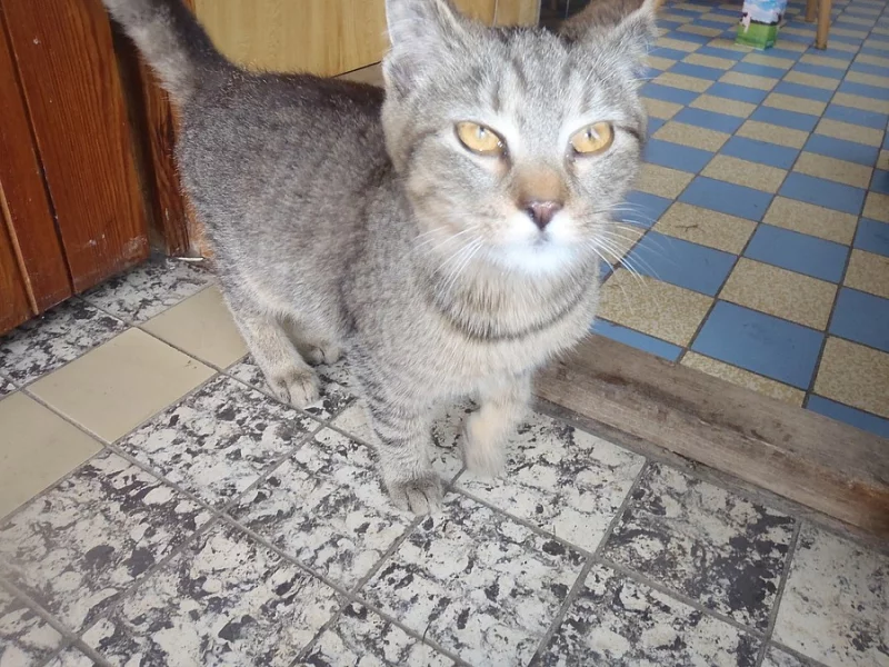 Daruji koťě.