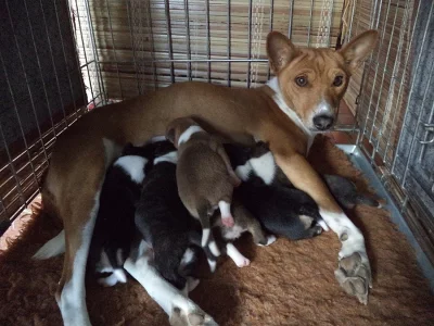Basenji štěňátka bez PP