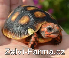EXOTICKÉ ŽELVY UHLÍŘSKÉ – vlastní odchov!