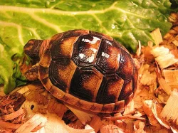 Suchozemská želva - super dárek !