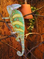 Chameleon jemenský - Chamaeleo calyptratus