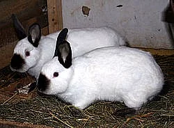 Prodáme králíky na chov i zabití