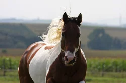 Levné připouštění hřebcem PAINT HORSE v roce 2014