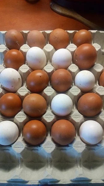 Prodej vajec z volného chovu