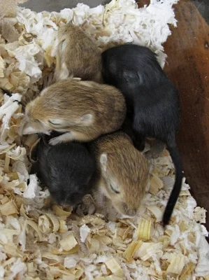 DARUJEME MLÁĎATA PÍSKOMILA MONGOLSKÉHO