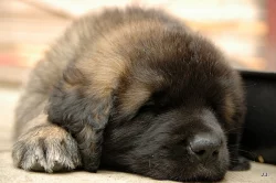 Leonberger štěňátka