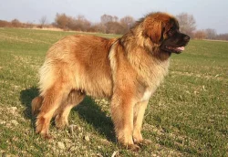 Leonberger štěňátka