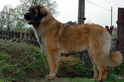 Leonberger štěňátka