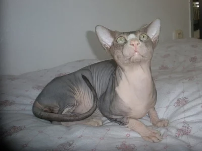 Krytí   Kanadský  sphynx / nabídka/