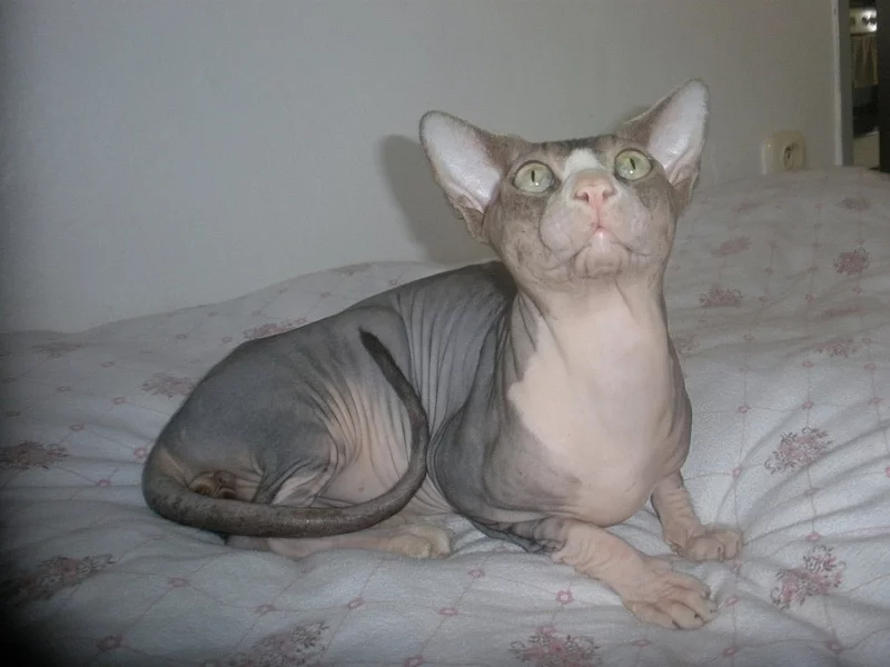 Krytí   Kanadský  sphynx / nabídka/