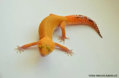 Gekončík noční - Ostrava Fauna Trhy 26.1.2014