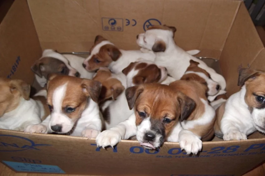 jack russel terier pejsci+fenky