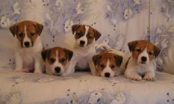 Jack Russell teriér - krásná štěňátka s PP