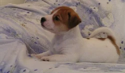 Jack Russell teriér - krásná štěňátka s PP