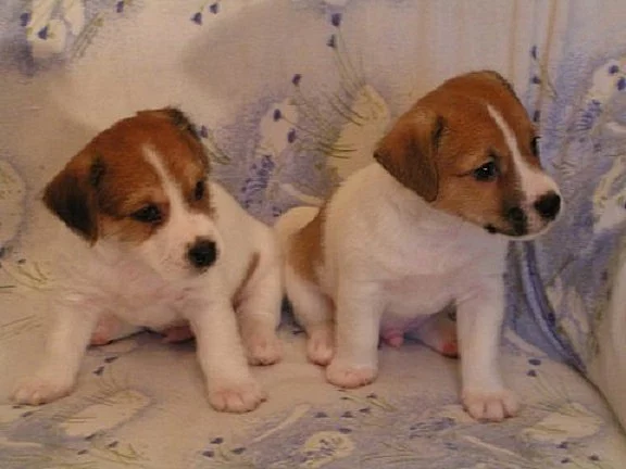 Jack Russell teriér - krásná štěňátka s PP