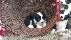 Border kolie štěňátka s průkazem původu