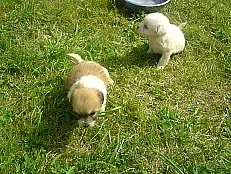 Coton de Tulear štěňátka čistokrevná bez PP