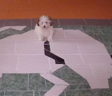 Coton de Tulear štěňátka čistokrevná bez PP